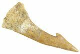Fossil Sawfish (Onchopristis) Rostral Barb - Morocco #356423-1